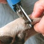 Dog nail clipping