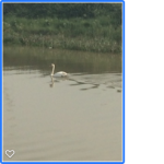 happy swan being released back on his water, happy ending.